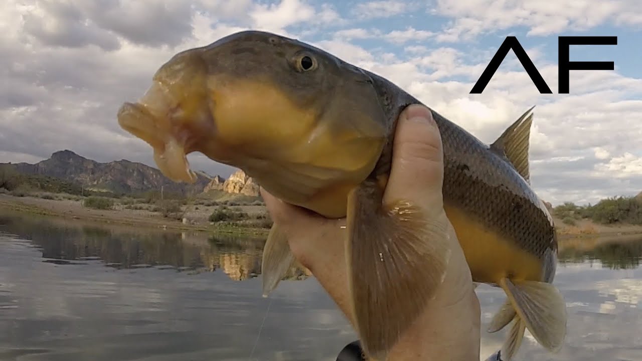 ARIZONA RIVER TROUT AND SONORAN SUCKER FISHING!!!! YouTube