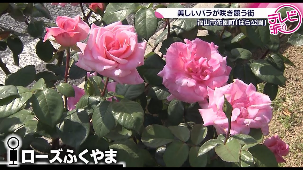 Colorful, beautiful roses in full bloom] A rose park created with