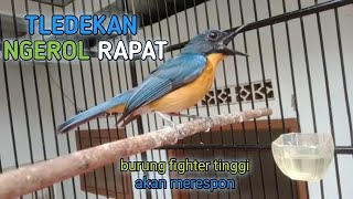 Tledekan Gacor Ngerol Rapat