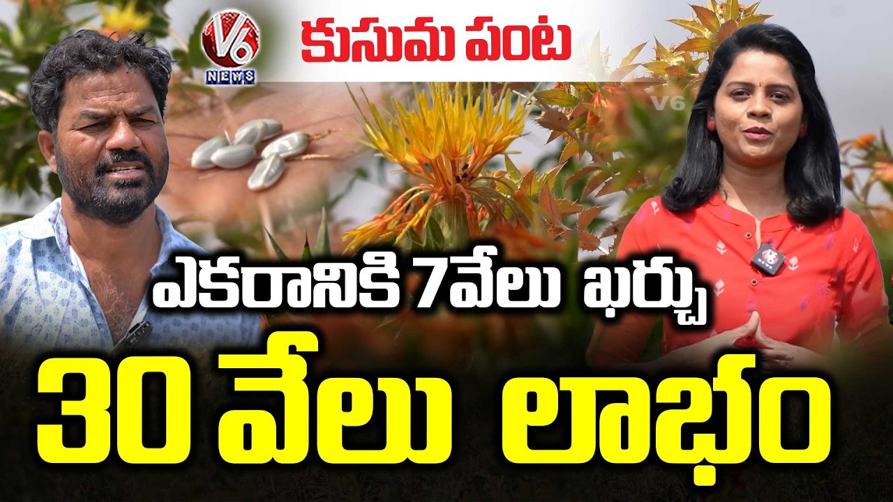 Safflower Farming: No Water Needed | ₹7,000 Investment – ₹30,000 Profit | Disease & Marketing | V6
