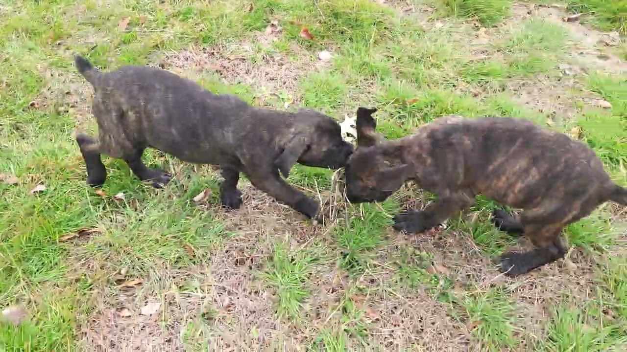 Brindle Cane Corso Puppies Play Tug of War | All Available