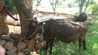 Stellapps Product Profile screenshot 5