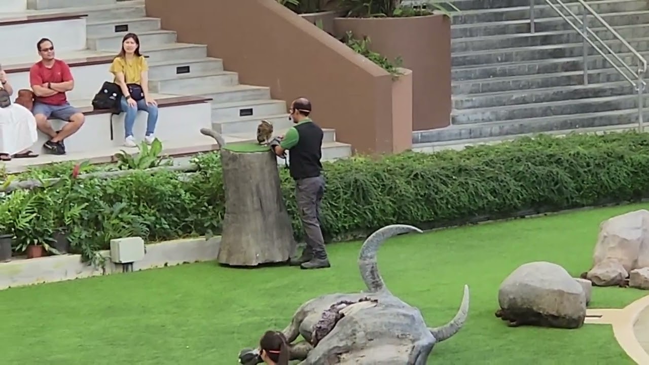 Singapore Bird Paradise - Predator on Wings