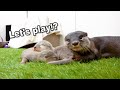 【カワウソ赤ちゃん】はやく一緒に遊びたい!Mari wants to play with Babies soon!【Mari's story】
