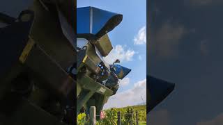 Weinlese Rheingau Walluf Traubenernte Wein