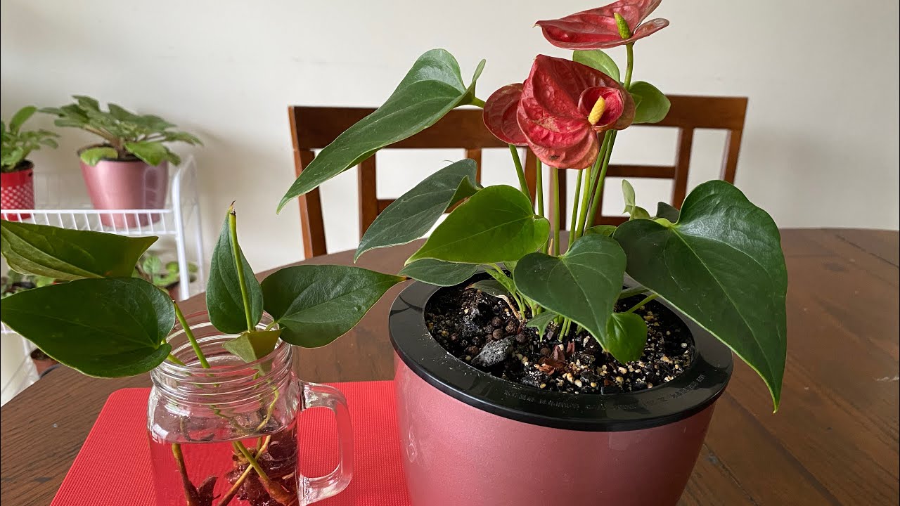 🔥Kurumuş Antoryum çiçeğini Asla Çöpe Atmayın‼️Ölmek üzere olan Antoryum nasıl canlandırılır❓KAÇMAZ!