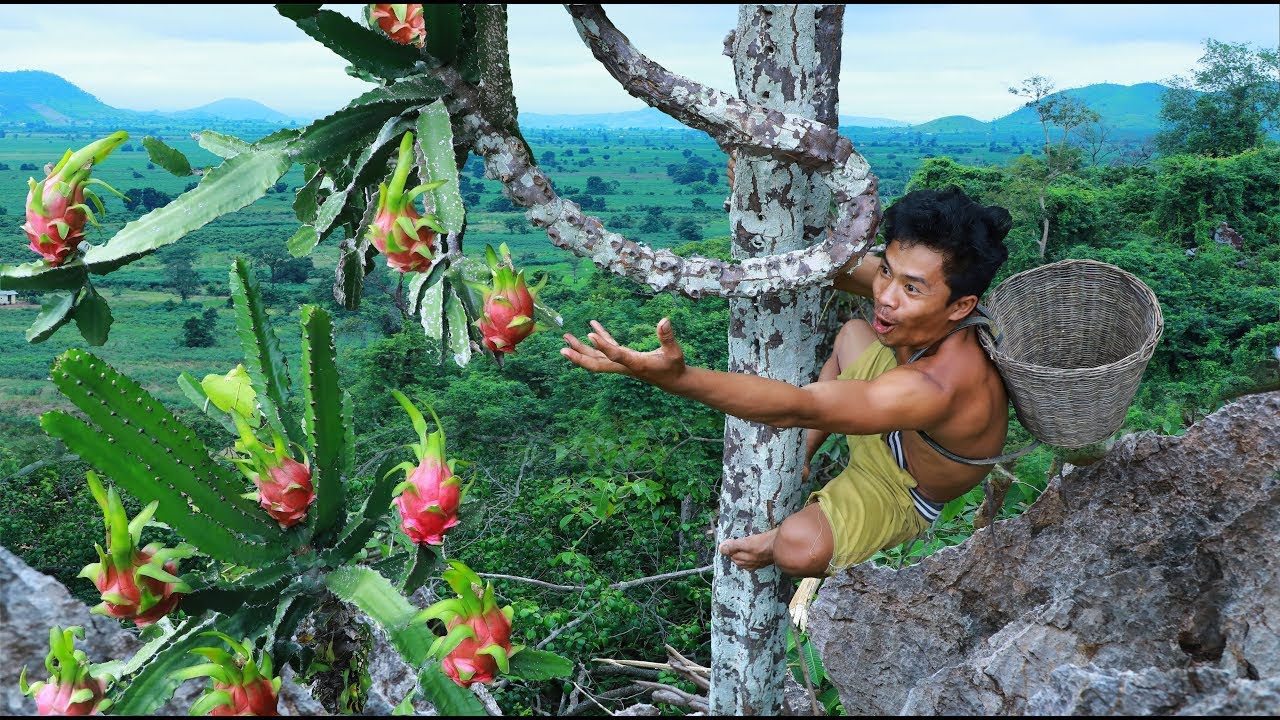 Dragon fruit trees in rainforest