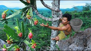 survival in the rainforest Find Fruits are food Dragon Fruit