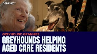 Greyhounds Helping Aged Care Residents In An Australian First