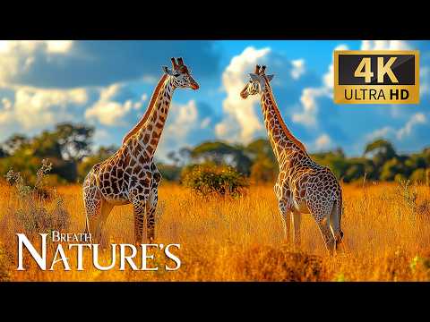 Nature S Soft Breath With Animals 4K Brilliant Expedition Into Verdant Forests With Relaxing Piano 