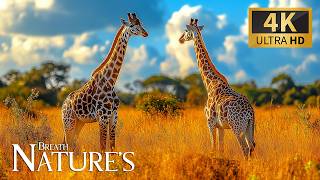 Nature’s Soft Breath with Animals 4K 🐾 Brilliant Expedition into Verdant Forests with Relaxing Piano screenshot 5