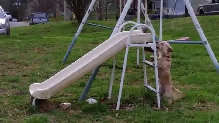 Silly dog goes UP a slide