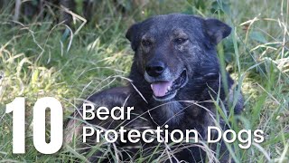 Top 10 Dog Breeds That Can Defend You From A Bear Bear Protection Dogs
