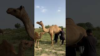 camels life #camels milk #villagelife#traditional Life #india