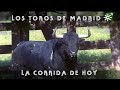 Toros de Dolores Aguirre para lidiar en Las Ventas de Madrid | Toros desde Andalucía