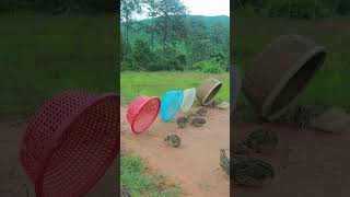 Create easy quail trap technique #youtubeshorts