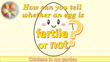 How to tell whether an egg is fertilised or not
