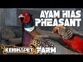 AYAM DARI SURGA - PHEASANT FARM KEISHAPET