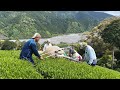 How Japanese Green Tea is Harvested | Shizuoka, Japan