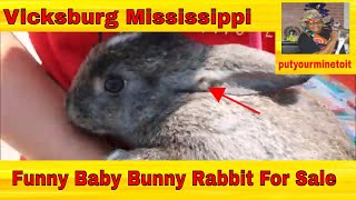 Vicksburg Mississippi Flea Markets Antique Faire Vendors + Mississippi River