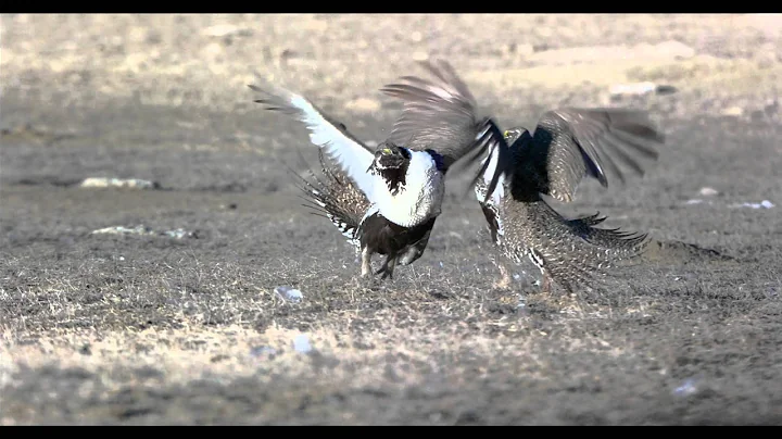 Greater Sage-grouse Conservation Announcement