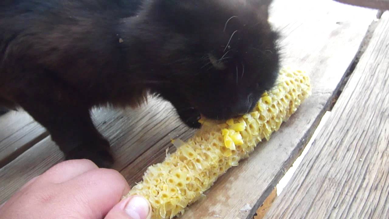 Можно котам кукурузу