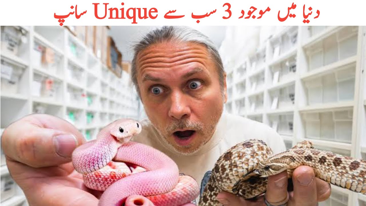 3 Most Rare And Unique Snake In The World Urdu Hindi 
