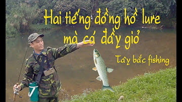 Câu cá mương bằng mồi giả: Mồi Fly kết hợp với mồi thìa mini