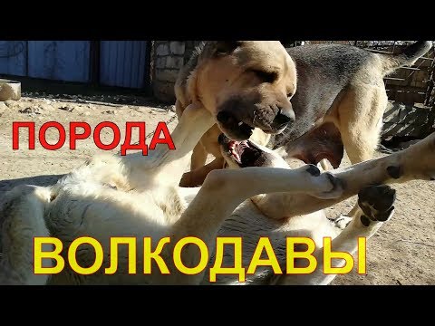 (армянский волкодав) — аборигенная порода собак,