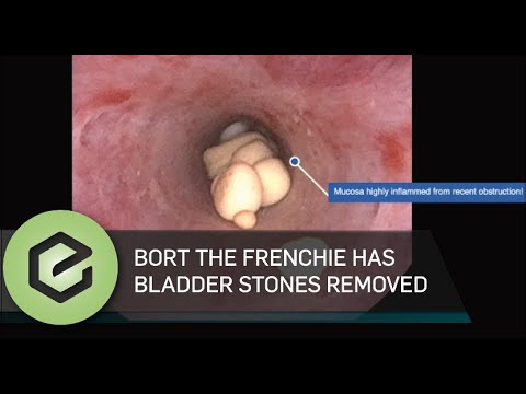 Percutaneous Cystolithotomy via scope: Bladder stone removal on French Bulldog