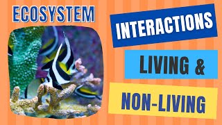 Interactions Between Living and Non-Living Things | [Abiotic & Biotic Factors]