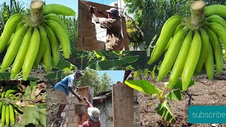 early morning work and the farm🚜plowing up the plantain roots an fertilizing+house work must watch!!