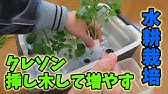 クレソンのソーラー水耕栽培 Youtube