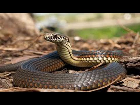 Monkey Save Mouse From Banded Kraitbig  Snake Hunt   Amazing Python vs Big Cat