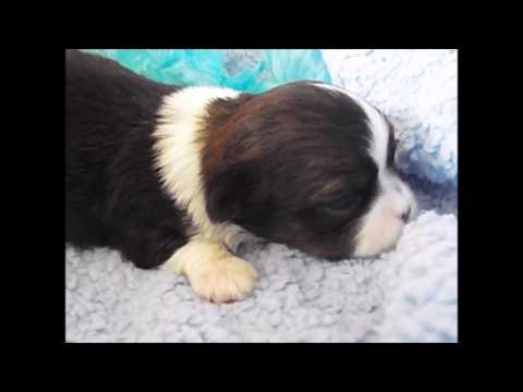 John 1 week old Mi-Ki puppy male eleganttinypaws.com camera iphone 8 plus apk
