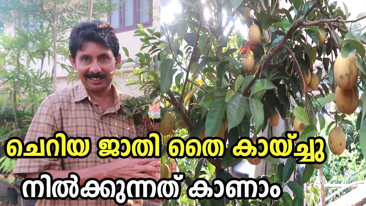 ജാതി കൃഷി ചെയ്യാൻ സമയമായി Jathi Kirshi Nutmeg Farming Kerala YouTube