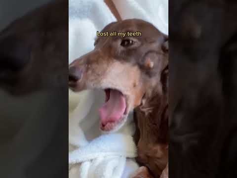 Video: Mød Emma Bean, En Dingus Dachshund Med En Faktisk Derping Resume