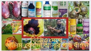Pomegranate Anthracnose Desease Management আনার/বেদানার ফল পঁচা রোগ ব্যবস্থাপনা