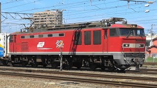 【4K】3099レ     EF510-19  JR貨物 青森信号所  　 2024/9/5　　#EF510 　#レッドサンダー