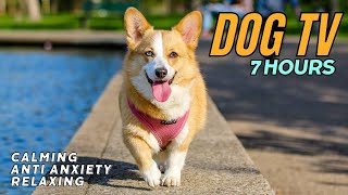 Music and TV for Dogs  7 hours of relaxing and calming #dogtv experience for anxiety and boredom