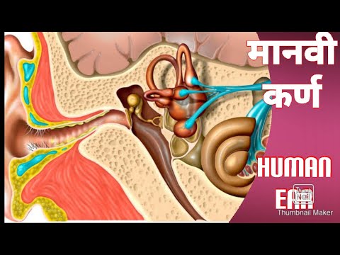 वर्ग 9वा प्रकरण क्र 12.ध्वनीचा अभ्यास #मानवी कर्ण Human Ear.