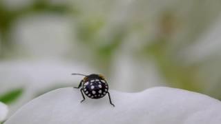 shield bug nymph
