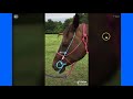 Explaining A Horse War Bridle Versus A Pain Torture Device - A Gum Line - Exposing Fake Information