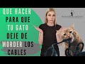 ¿TU GATO MUERDE LOS CABLES?|Encantadora de Gatos