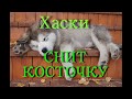 Хаски снится косточка.