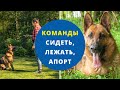 Урок 3. Как научить собаку командам "Сидеть", "Лежать", "Апорт!" ("Принеси"). Как гулять с собакой?