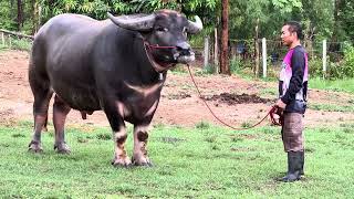 Thai Buffalo: Phet Tawan (เพชรตะวัน)