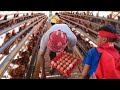 Mengambil Ayam & Telur | SI BOLANG (08/11/23)