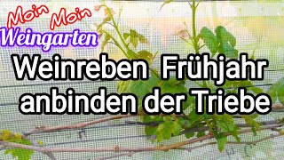 Weinrebe Frühjahr Triebe anbinden