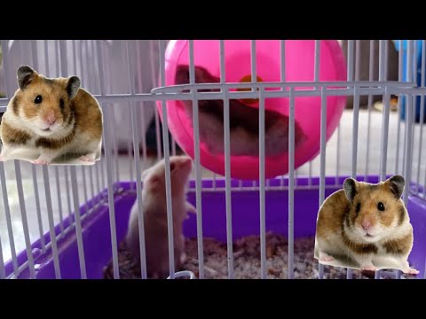 Video: Cara Memandikan Hamster